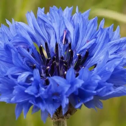 Lost_Loner82's profile picture. Bijî Kurd û Kurdistan