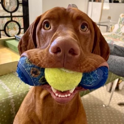 danaperrinoo's profile picture. 