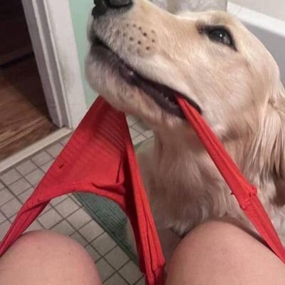 Ella_knottingk9's profile picture. Exclusive ⭐ Taboo content Videos, Add Me private https://t.co/PAoOqttDAi Security reasons 😩 Satisfying Zoo content And dropbox awaits you 🐕🐶😋🔥🍑🍆💦