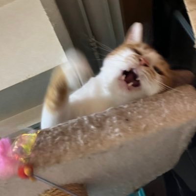 kaisourui810's profile picture. 俺とTwitterでバトルだ‼️