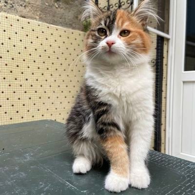 bordomantar's profile picture. this user is a cat person.
