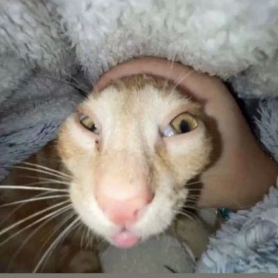 calculadora2992's profile picture. xd