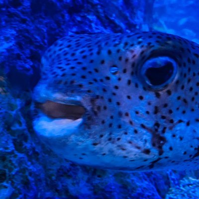 MILO_nome's profile picture. 鉄鋼をも切り裂くうんちブレード 成人オタクです