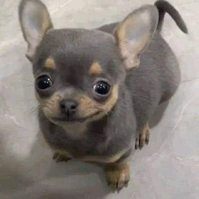 twperritos Profile Picture