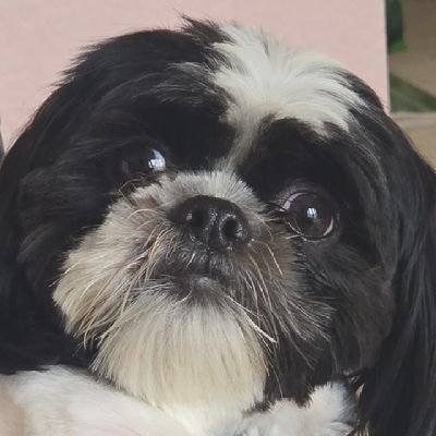 AshTheBr1t's profile picture. 