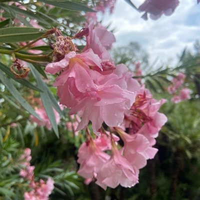 SurbhiJ8563162's profile picture. MD | Researcher