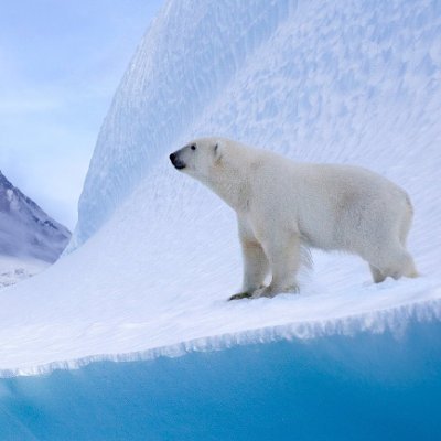 0xmonimus's profile picture. Everything is vanity.  Don't chase after the wind.