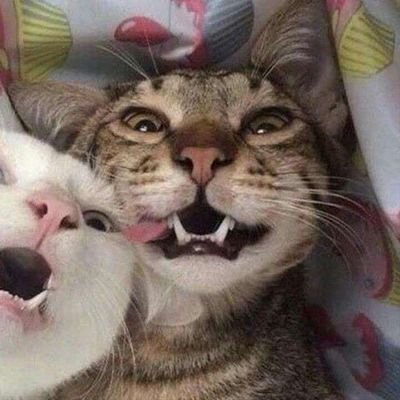 hannya_px's profile picture. Esse aqui é meu priv 
\
 
Apreciador de substâncias lícitas, ilícitas, música eletrônica e Rainbow Six
 
\
 
ℂ𝕙𝕒𝕠𝕥𝕚𝕔 ℕ𝕖𝕦𝕥𝕣𝕒𝕝