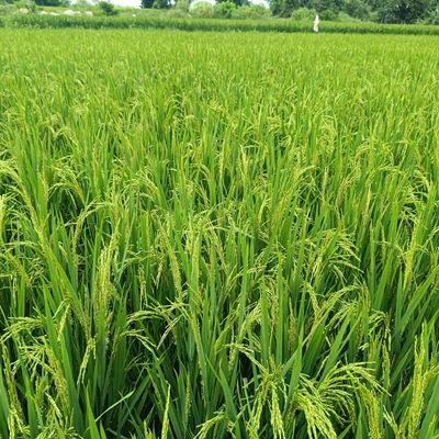 JakkapurD42339's profile picture. 