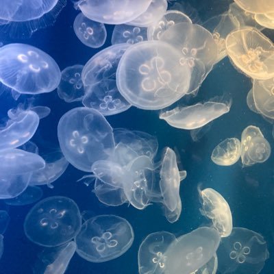 himekawa_0729's profile picture. 