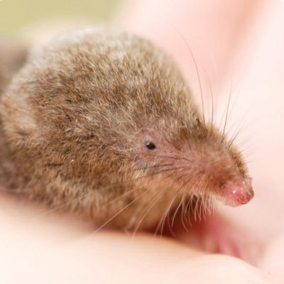 cloudyyshrew's profile picture. Your ass is grass and I’m gonna mow it——————— #1 Elias Pettersson defender ——————————— Taylor Swift | Harry Styles | MCR | Hozier | 5SOS