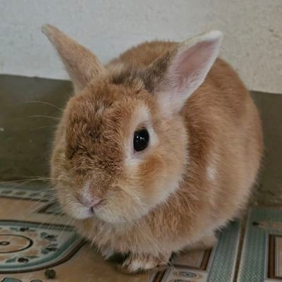 mmayji_26's profile picture. เอาไว้ปั่นเทรนหลายๆด้อม รักลูกพี่ถา 

แอคหลัก : @JidaphaPs