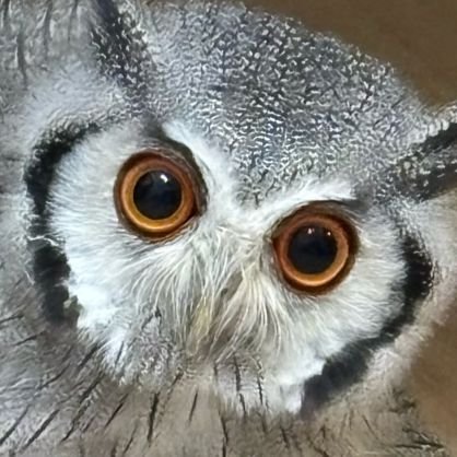 ZeeAndZam's profile picture. Genderfluid | DNI: NSFW, PROSHIP | 
priv is @zamandzee | hoot