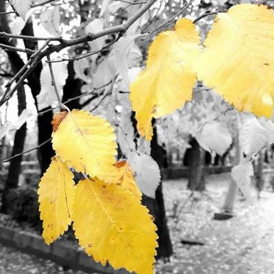 mortezamohebbih's profile picture. M