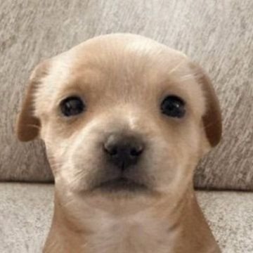 TheWillCoins's profile picture. Offical Will coin CA: 3rSKhRtrjHnSZhRsgoA

trWRVM8rcf8DYv8Quea1epump