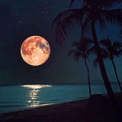 alfrjany84279's profile picture. 