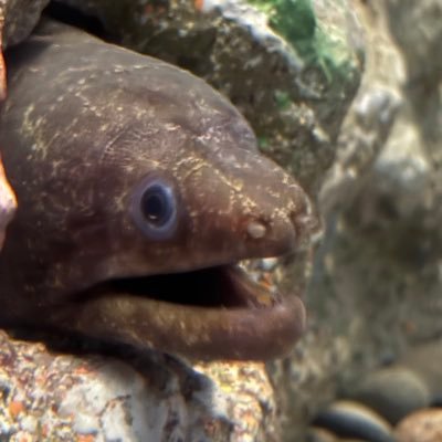 Br_Dots's profile picture. 勝敗に左右されるメンタル。 サガット使い。