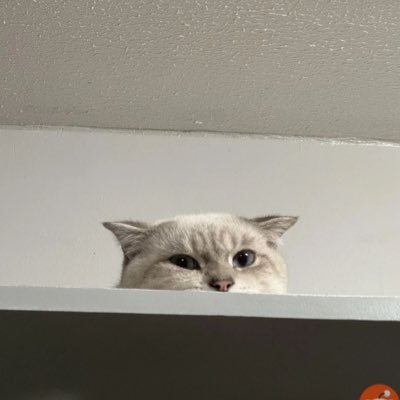 scanerys11's profile picture. Ars longa, vita brevis