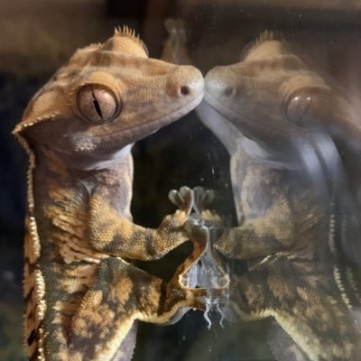 mokemoke_5757's profile picture. 第一種動物取扱業ｱﾘﾏｽ。てきとーにあれやこれや。