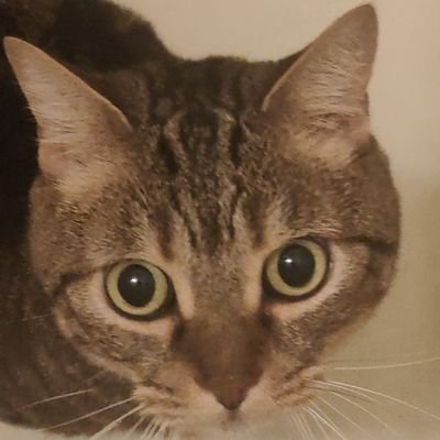 hoshinohikarukk's profile picture. プリンです。趣味が多い、アイドル、アニメ、ラノベ、マンガ、キャンプ、撮影、HIFI、自転車、サッカー、日本音楽、刀剣乱舞、日本のドラマや映画も全部大好き。受験勉強中。日本のために頑張りたい。
推し垢：@hoshinohikaru_k