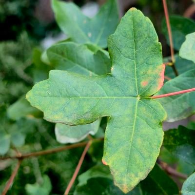 davidgrf10's profile picture. Meteo, muntanyes i món etnobotànic.
❄️🏔️🌬️⛅⚡☔🌱🌼🌳🌲🌺🌸🌻🌾