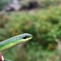 scudo715's profile picture. 