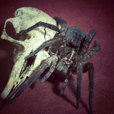 Spidersp4wn's profile picture. He/him

" I bite. 🦷 "

37.

Married to @freedom1247412

(parody run by @Zaogirii)