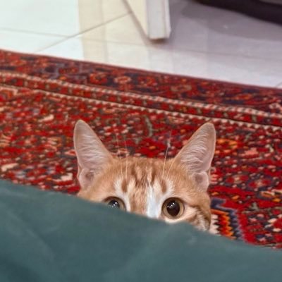 memel96996's profile picture. هنوز صبر من به قامت بلند آرزوست