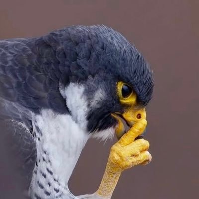 theboatguy5's profile picture. 