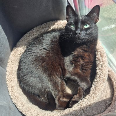 BasedLPLEnjoyer's profile picture. eu mickey mouse region