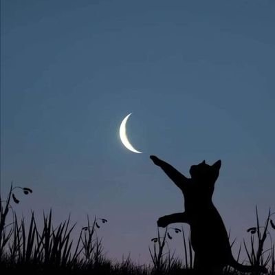 Nichol23085Dawn's profile picture. 56 year old Born and bred In Britain Loves Animals My Country Culture Heritage and Traditions