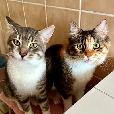 MinnosveRamo's profile picture. Birbirine zıt iki kardeşin maceraları 😻🫶🏽