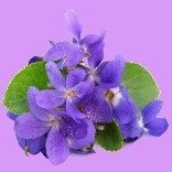 pastelviolet86's profile picture. 