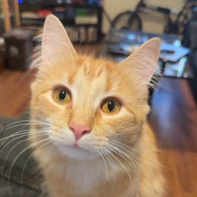 tirrylea's profile picture. 