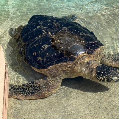 hatokodetenshi3's profile picture. ジャンルは限定せず気になる音楽について呟きます。iKONに激ハマり中。ジナン推し❗️JAYペンだけど、メンバー全員愛しております✨兵役中のバビ、チャヌ、ユニョン、ドンちゃん応援❗️このグループからは浮気しません‼️無言フォロー失礼いたします🙇‍♀️ ✨誤字りますがスルー願います🤲