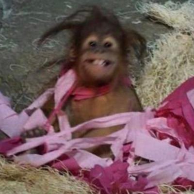 tryyagiinlatte's profile picture. ışığı acıyla öğrenen yıldız