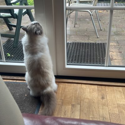 RosalieRosaliel's profile picture. 