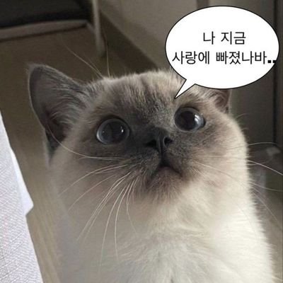 Streetcat404's profile picture. 발 빠르게 하는 유망한 크립토 프로젝트 소개
#야핑 #맞팔 #환영 #코인 #Web3 #Vooi