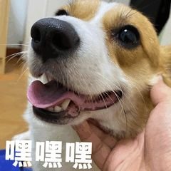 crypto_doooog's profile picture. 