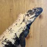 jinseiover's profile picture. 爬虫類垢で自分の世界ビバリウム   パンダパイドトゲオイグアナ♂♀♀  アオダイショウ♂♀    アオダイショウベビー