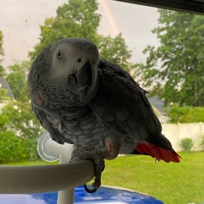 BoniSPS927's profile picture. 
