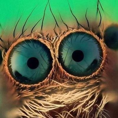 Shellynn75's profile picture. Proud Patriot..... GenX strong.
Proud Mother and Grandmother.
. no dm's on dating or hooking up.I'm not f****** interested.