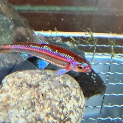 水草水槽と日本の川魚、メダカ、睡蓮にハマって、観賞と飼育をゆるく楽しんでいます。 好きな魚はアラバマレインボーシャイナーとオヤニラミとアリアケギバチ🐟 アラバマレインボーシャイナーの屋外繁殖を目指してます!無言フォロー失礼します。虫飼育垢もあります→@tif_insect419