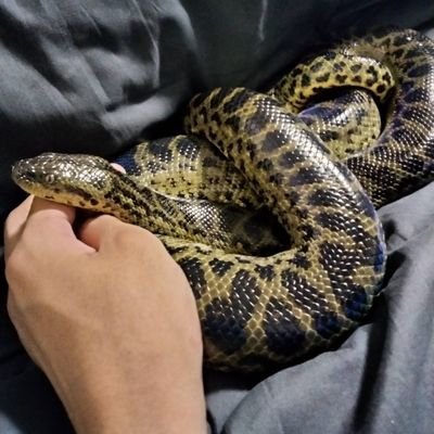 anakonda0710's profile picture. ペット🐍キイロアナコンダ（はる）♀
キャラメルカーペットパイソン（メル）♀
メキシカンブラックキングスネーク（パー）♂
スマトラブラットパイソンパンプキンヘッド（バル）♂