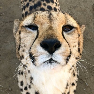 MrShorty_l's profile picture. The one and only buff furry femboy :3 | The names not a joke I’m 5,4😭| sub to my OF if u wanna see more vids :3