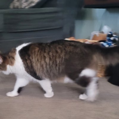 Sharonparn82261's profile picture. Boy mom loves God, family, my country and its flag and the freedom that comes with it.    #dog & cat lover