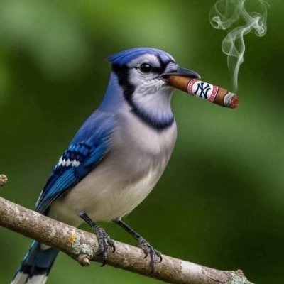 Mikael_habs09's profile picture. Habs-Brentford-Jays-Raiders-Raptors