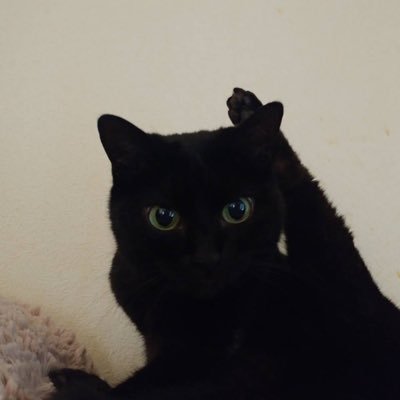 bottan101's profile picture. #23 孤独エンジニア🔰 個人開発