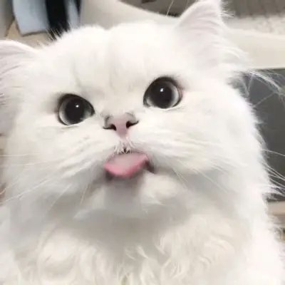 shusjshd's profile picture. 