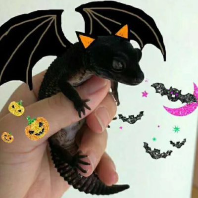 osro66's profile picture. 🖤「静かに輝く、レオパードゲッコーのように🌙」

🌌「黒夜の鱗、美しさは限られた人だけが知る💫」

🦎「小さな世界に、一匹のブラックナイト🌙」

✨「沈黙の中で光る命、それが守宮🖤」